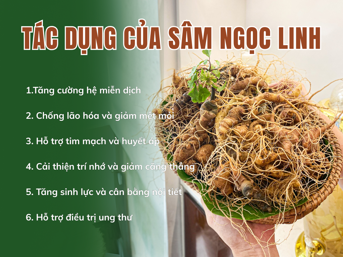ngọc linh sâm sâm ngọc linh TRIMICO